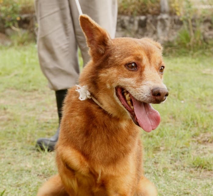 Secretaria de Meio Ambiente conscientiza população no combate ao abandono de animais