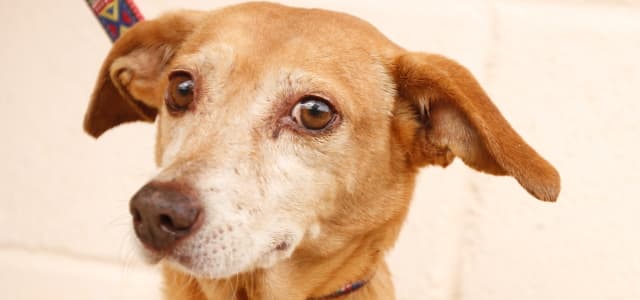 Sábado (12) tem Feira de Adoção de Animais