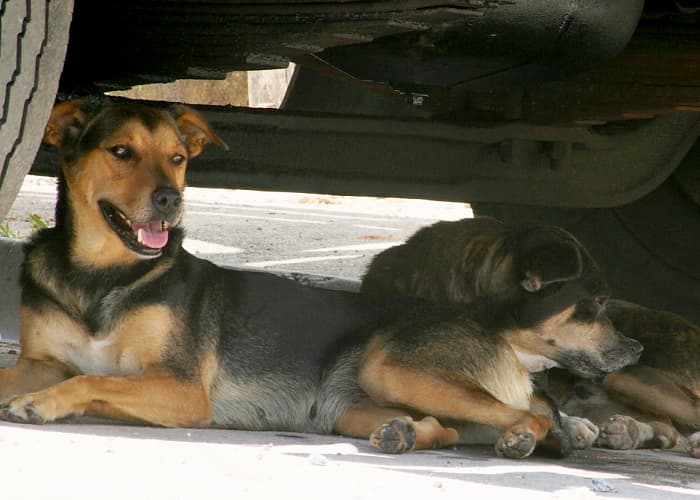 Eles também sentem frio! Secretaria de Meio Ambiente faz campanha para arrecadação de cobertores e roupinhas para animais