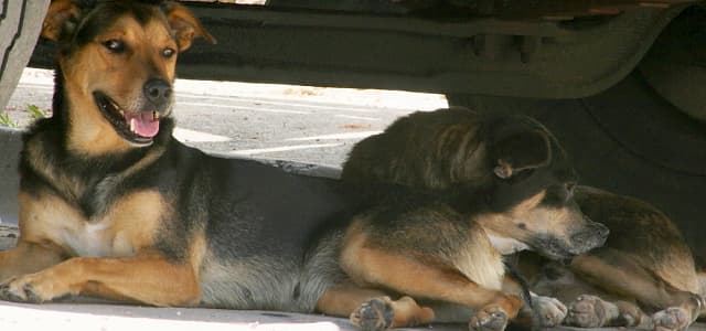 Prefeitura inicia levantamento populacional de cães e gatos no município