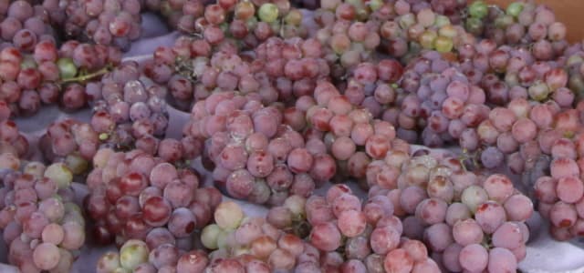 Ponto da Economia inicia atividades em 2018 com venda de uvas
