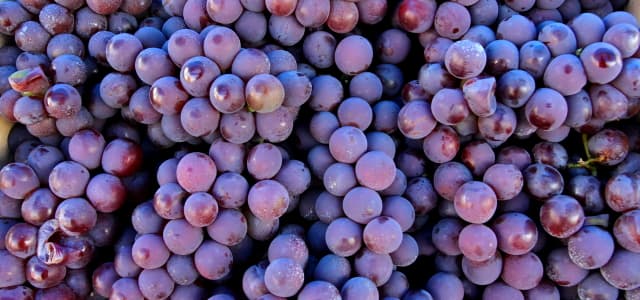 Novas variedades de uva estão disponíveis no ‘Ponto da Economia’