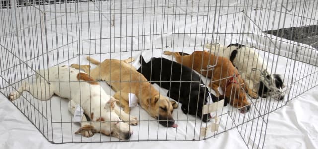 Prefeitura castra 200 animais no último domingo (18)
