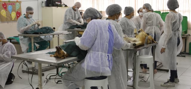 Domingo (17) tem castração de cães e gatos no Meia-Lua