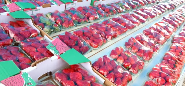 Venda de Morango supera expectativa no ‘Ponto da Economia’
