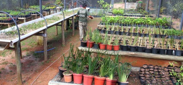Meio Ambiente orienta doação de plantas medicinais para Empresas, Associações e Fundações