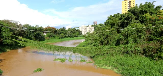 EDP vai retirar cabos com vegetação no Rio Paraíba