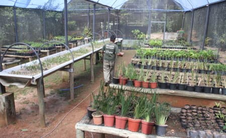 Meio Ambiente altera critérios para doação de mudas