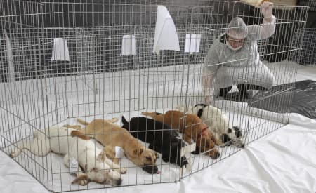 278 animais foram castrados em mutirão no final de semana