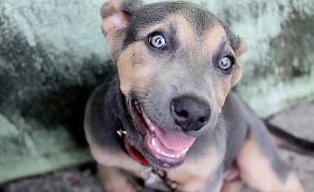 Carnê de IPTU tem opção de doação para cuidados com os animais de Jacareí