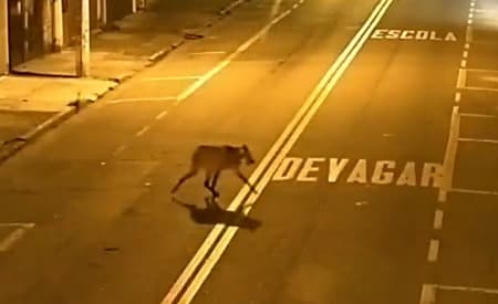 Câmeras do COI flagram animal exótico em área urbana e Meio Ambiente orienta sobre como agir nestes casos