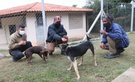 Animais do canil de Jacareí recebem adestramento antes da adoção