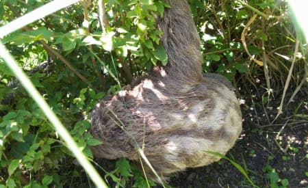 Bicho preguiça é resgatado e devolvido à natureza, em Jacareí