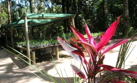 Viveiro de Jacareí oferece 30 espécies diferentes de mudas de plantas medicinais para doação