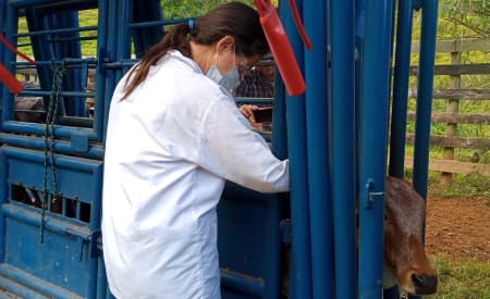 Prefeitura realiza vacinação contra a brucelose em bovinos