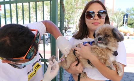 Prefeitura de Jacareí realiza vacinação antirrábica para cães e gatos no sábado (28), no São Silvestre