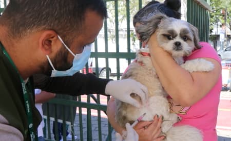 Proteja seu pet! Prefeitura de Jacareí realiza vacinação antirrábica para cães e gatos no sábado (4), no Jardim Siesta