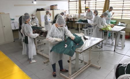 Primeiro mutirão do Castramóvel de Jacareí acontece neste sábado e atende tutores já cadastrados