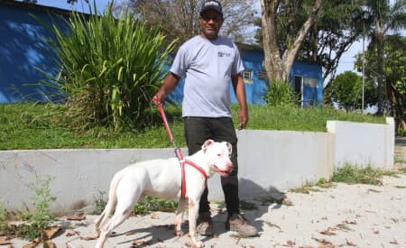 Conheça Theodoro, o pitbull que encontrou uma nova família por meio do Adote!, o site de adoção animal da Prefeitura de Jacareí