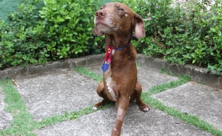 Final feliz! Família do bairro Cidade Salvador adota Marrom, o cãozinho resgatado pela Diretoria de Proteção animal de Jacareí, após acidente