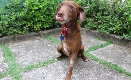 Adote o Marrom! Jacareí faz campanha para que animal resgatado após atropelamento não volte para as ruas. Veja fotos