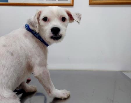 Alegria, alegria! Caetano, cãozinho resgatado pela Diretoria de Proteção Animal de Jacareí, foi adotado