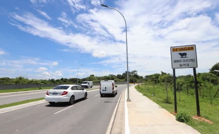 Atenção, capivara na pista! Prefeitura de Jacareí reforça sinalização na Avenida Mário Covas sobre presença do animal e cuidados com a fauna local