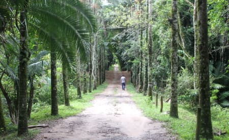 “Viver o Viveiro” deste domingo (2) terá sarau poético com café coletivo, aula de yoga e trilhas temáticas