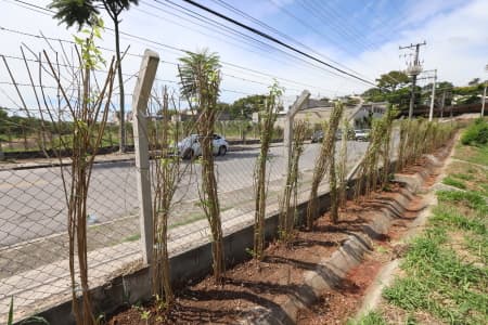 Prefeitura planta 720 mudas e cria cerca viva em volta dos piscinões