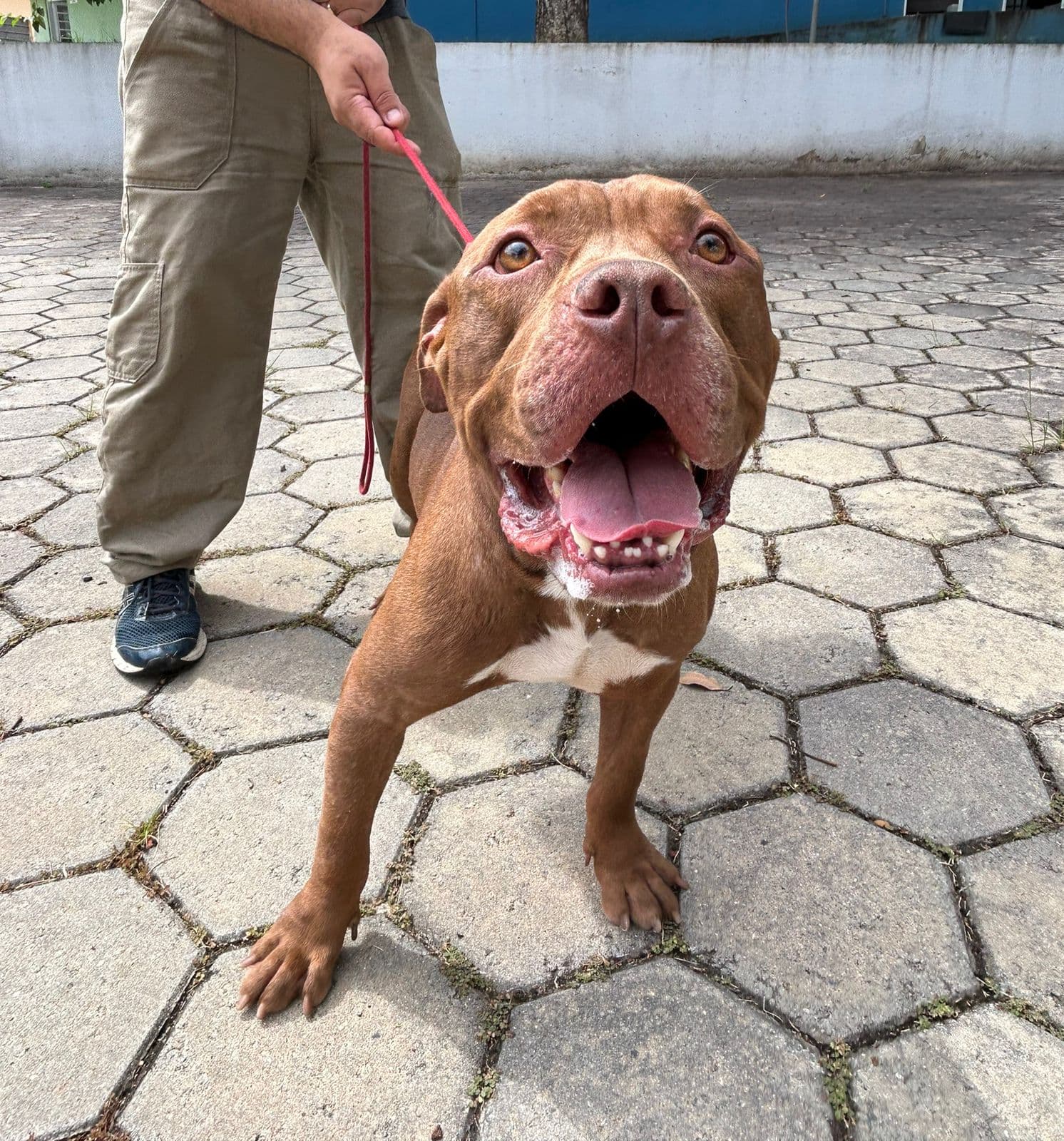 Toddy busca um novo lar! Cãozinho é abandonado amarrado em portão de abrigo transitório de animais