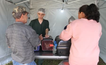 Prefeitura abre cadastro para mapear protetores independentes e ONGs da causa animal