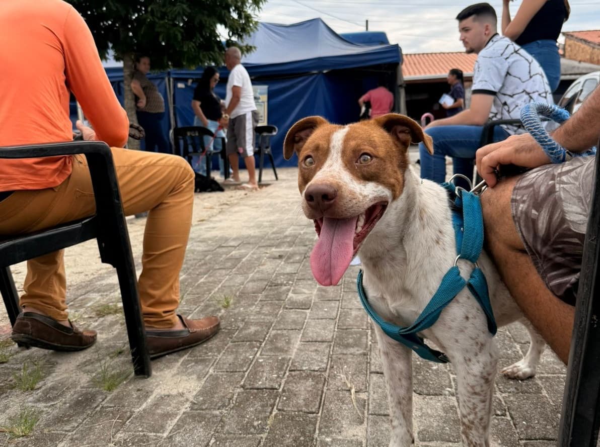 Mutirão descentralizado permite castração de quase 200 cães e gatos no 22 de abril; procedimentos chegam a 1.400 em 2026